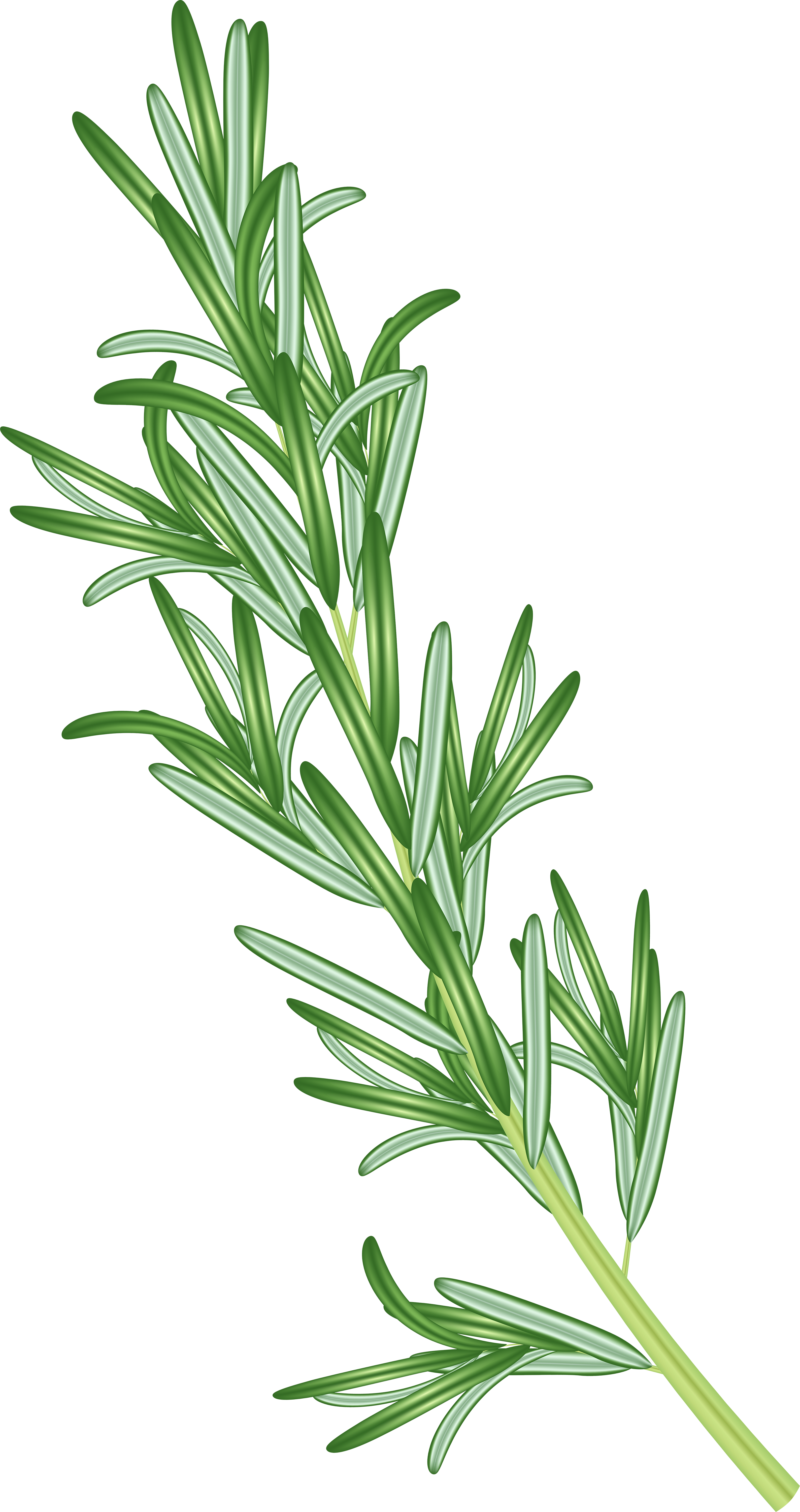 Rosemary Herb PNG Clipart.