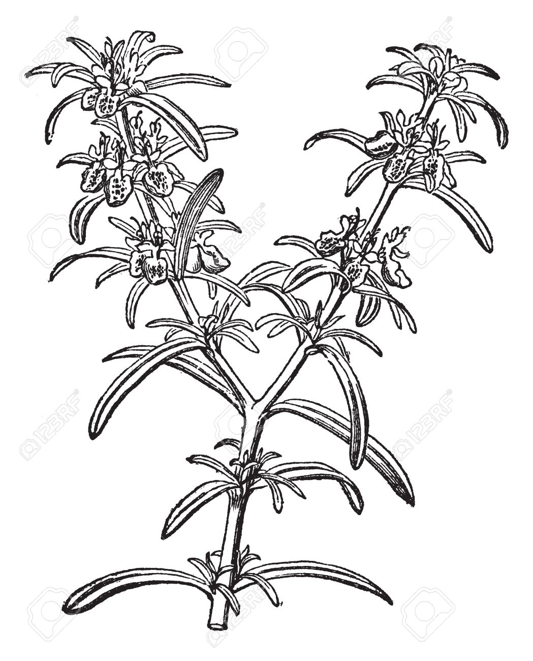 Rosemary Or Rosmarinus Officinalis, Vintage Engraving. Old.