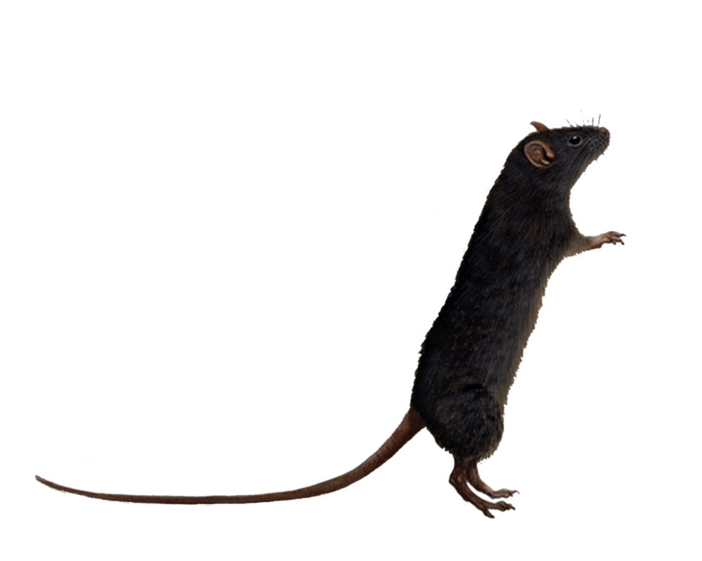 Rat PNG Images Transparent Free Download.