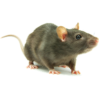 Download Rat Free PNG photo images and clipart.