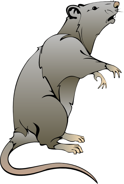 Cartoon Rat Drawings.