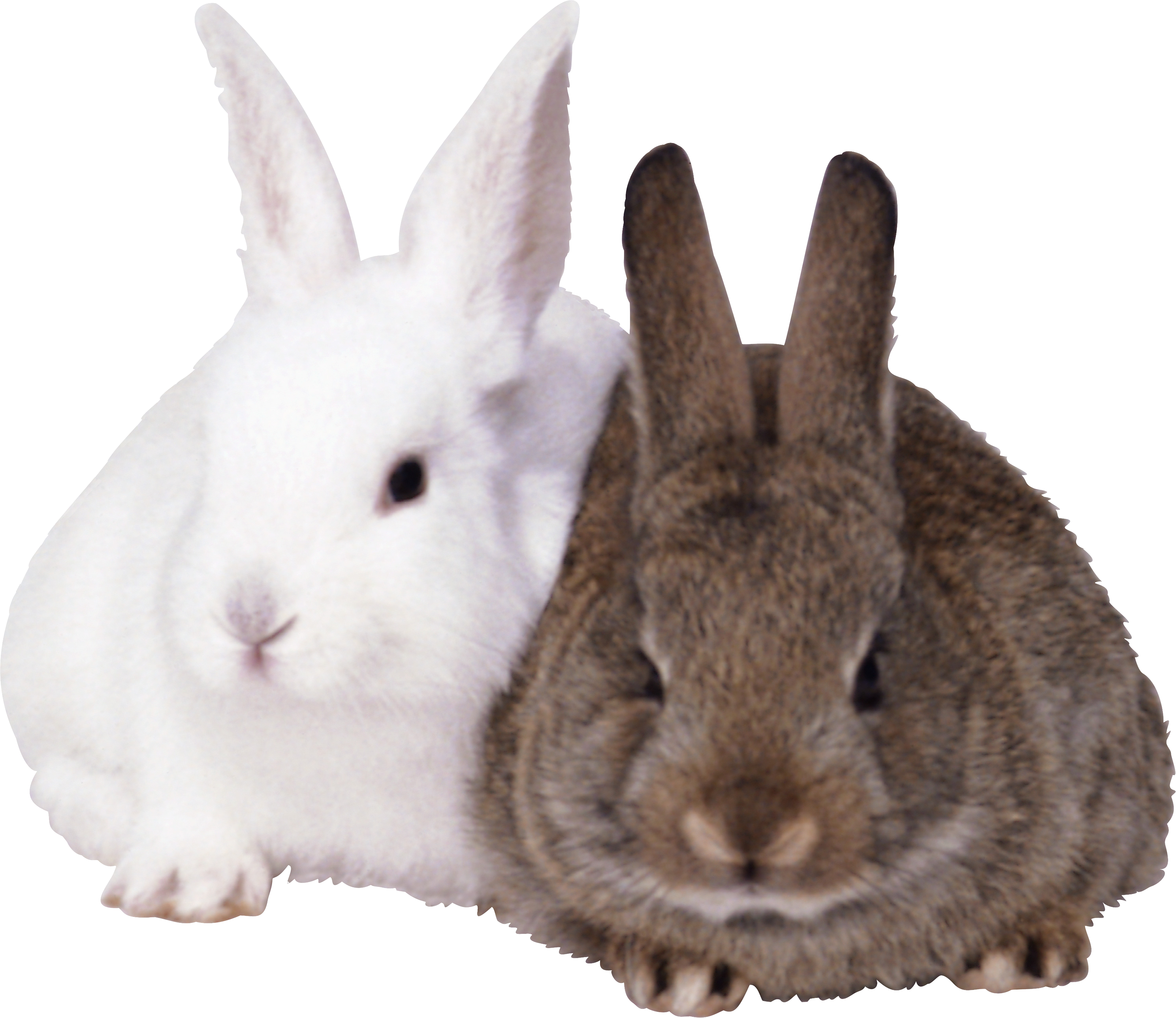 Rabbit PNG images, free png rabbit pictures download.