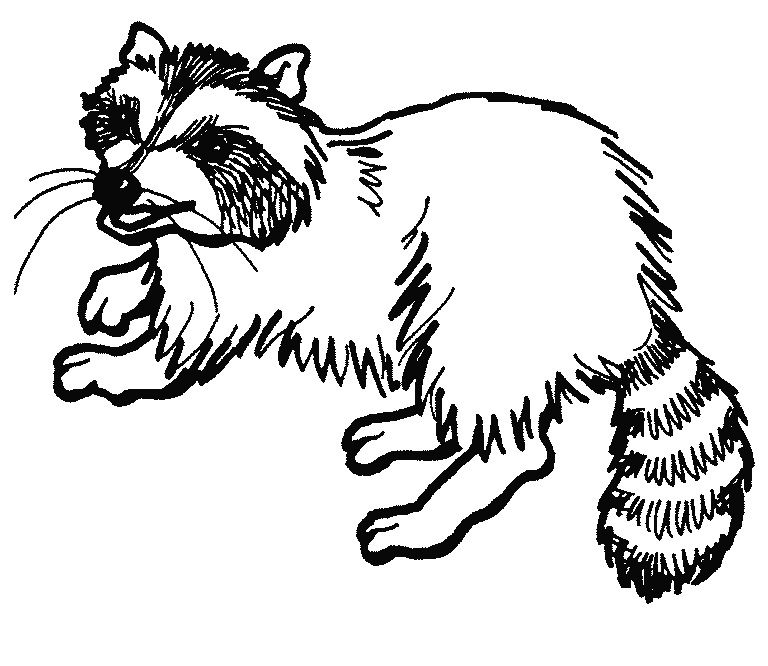 Raccoon clipart black and white 4 » Clipart Station.