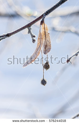 Freezing Drizzle Stock Photos, Royalty.