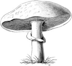 vintage botanical graphics, clip art mushroom, black and white.