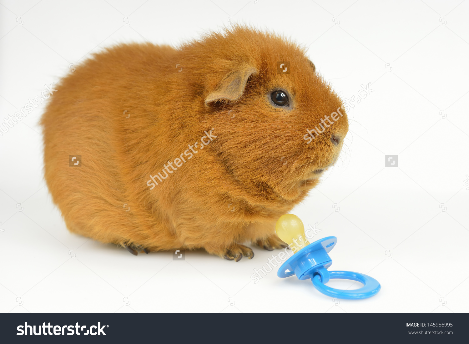 Usteddy Guinea Pig Pacifier Side View Stock Photo 145956995.