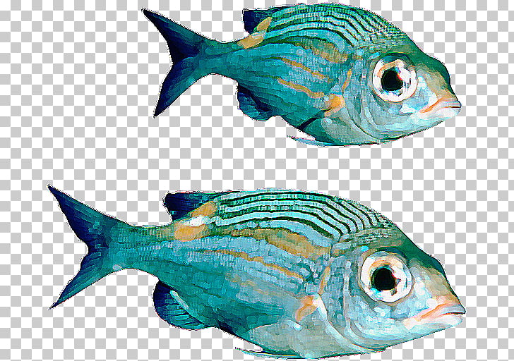 Fish , Real Fish File PNG clipart.