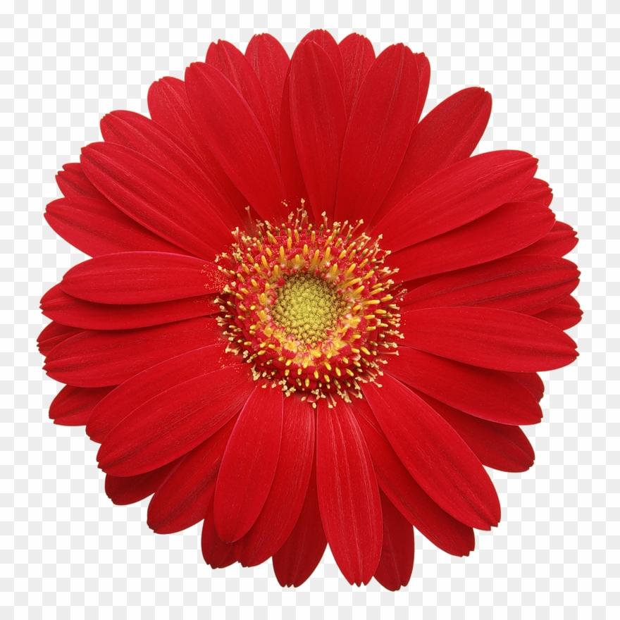 Gerbera Daisy Cliparts.