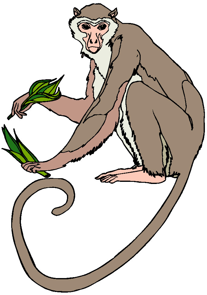 Monkey clipart.