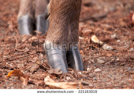 Deer Hoof Stock Images, Royalty.