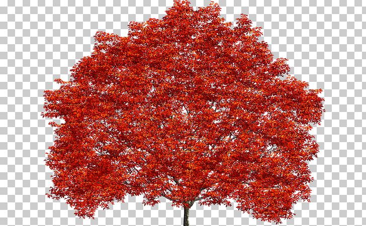 Treelet Shrub Maple Leaf Northern Red Oak PNG, Clipart.