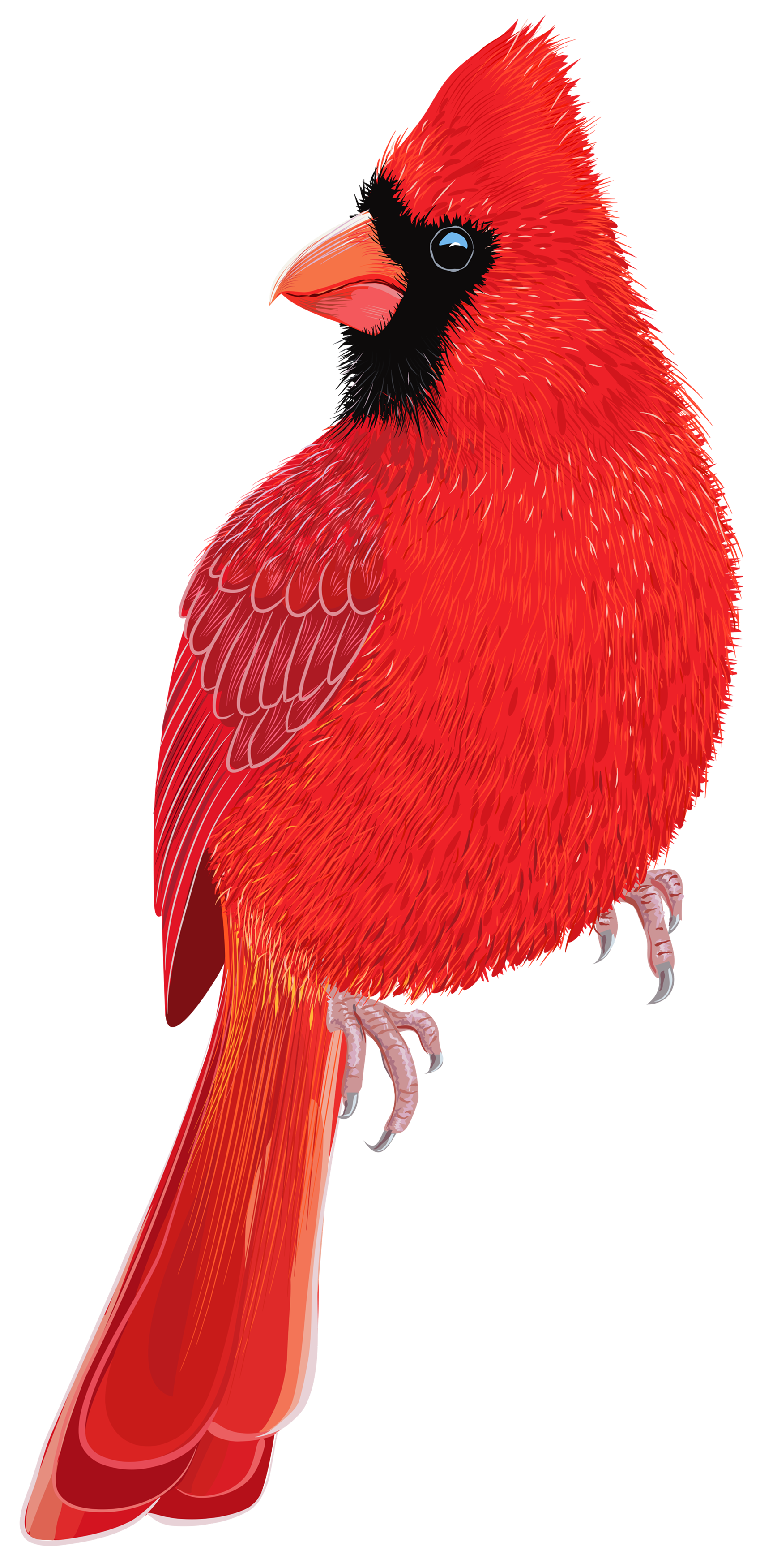 Red Bird PNG Clipart IMage.