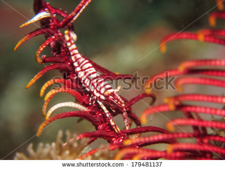 Crinoids Stock Photos, Royalty.