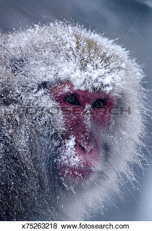 Pictures of snow monkey or japanese red.