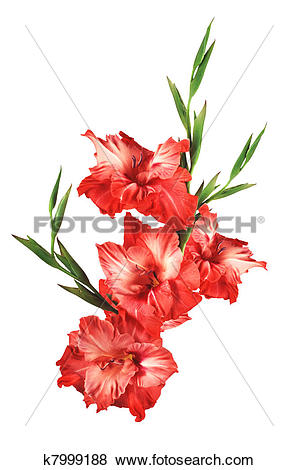 Pictures of beautiful red gladiolus isolated on white background.