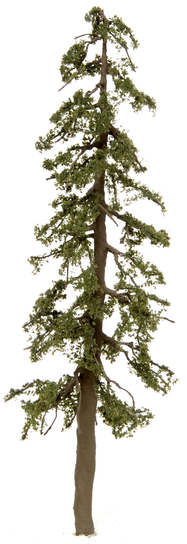 Free Redwood Tree Silhouette, Download Free Clip Art, Free.