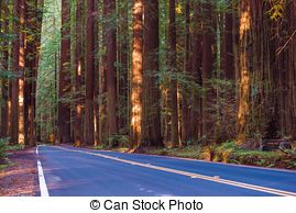 Stock Image of Redwood Avenue.