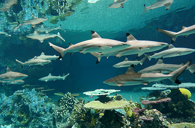 National Aquarium.