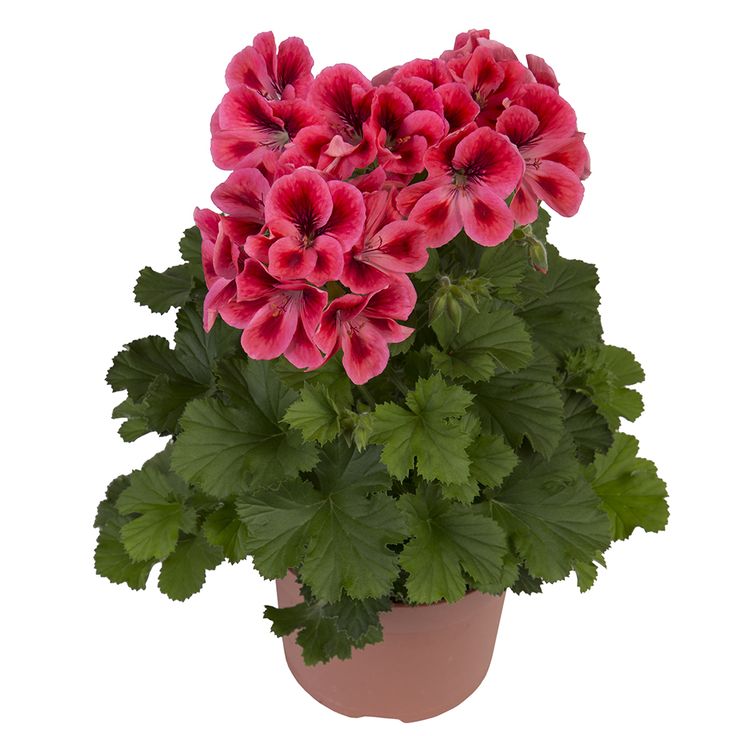 1000+ images about geraniums on Pinterest.