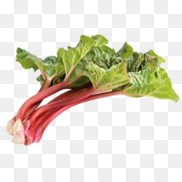 Garden Rhubarb PNG and Garden Rhubarb Transparent Clipart.