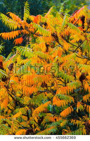 Rhus Typhina Stock Images, Royalty.