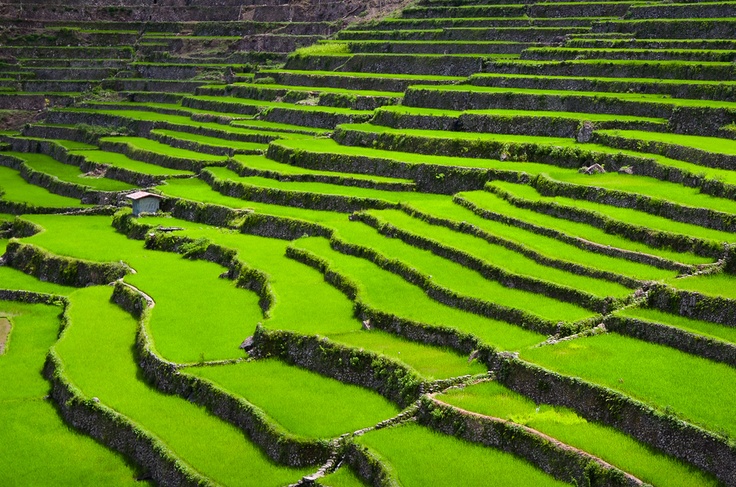 Banaue rice terraces clipart.