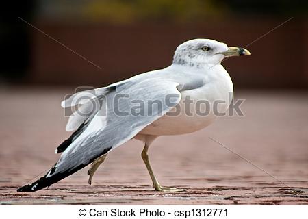 Stock Photography of dancing ringbilled gull.