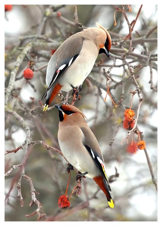 17 Best images about Feathered Friends on Pinterest.