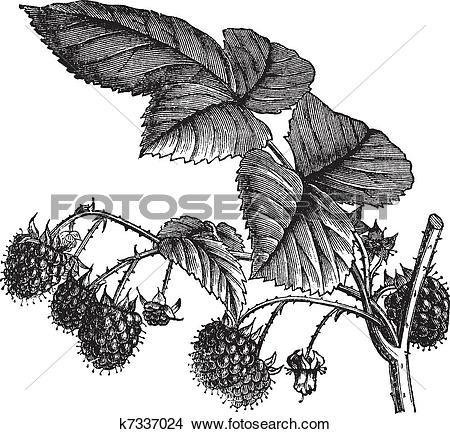 Clipart of Red Raspberry or Rubus idaeus vintage engraving.