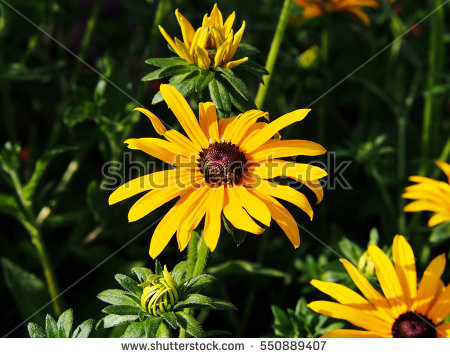 Rudbeckia Stock Images, Royalty.