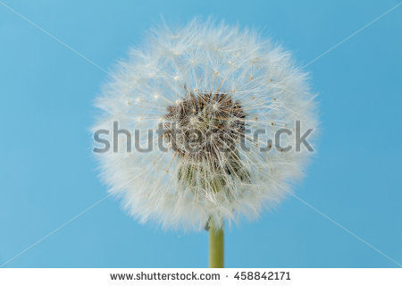 Taraxacum Sect Ruderalia Stock Photos, Royalty.