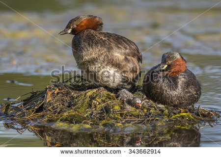 Ruficollis Stock Photos, Royalty.