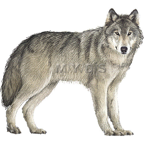 8828 Wolf free clipart.