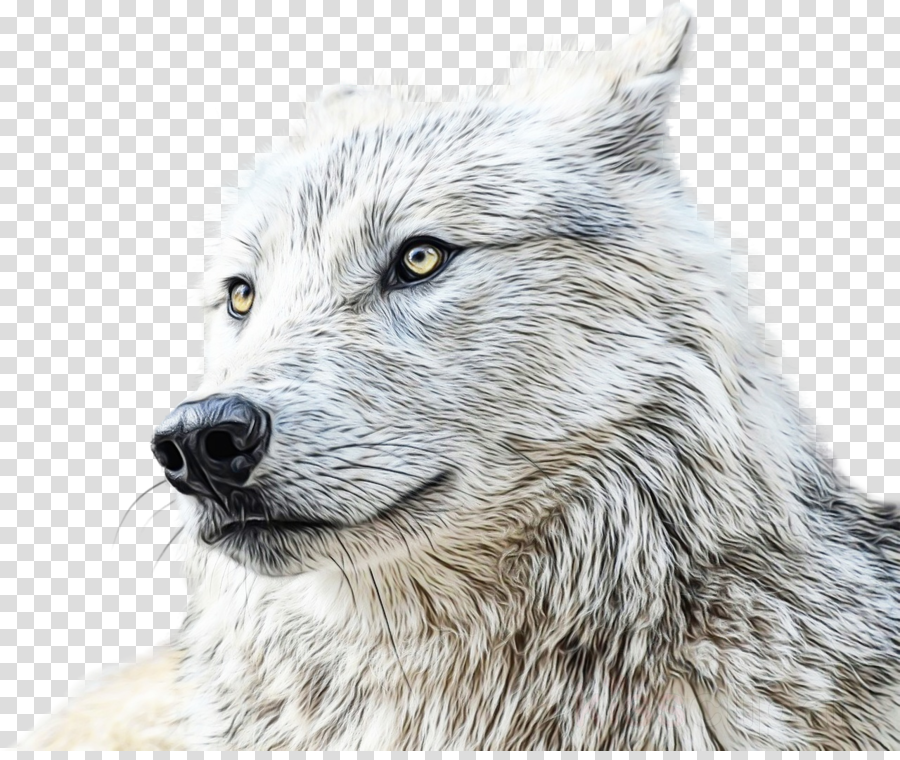 wolf head wildlife drawing wolfdog clipart.