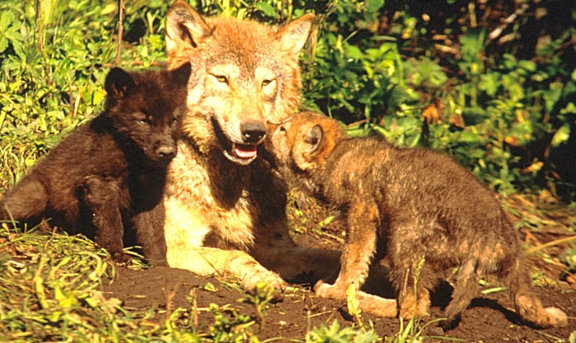 Wolf Country, wolf pups and the pack.