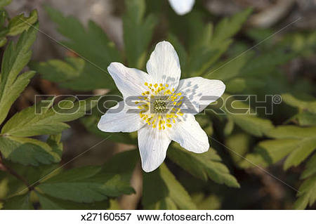 Picture of Wood anemone (Anemone nemorosa ) x27160557.