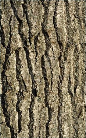 Clipart tree bark.