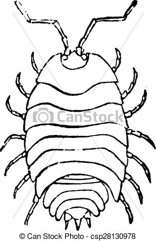 Woodlouse Stock Illustrations. 150 Woodlouse clip art images and.