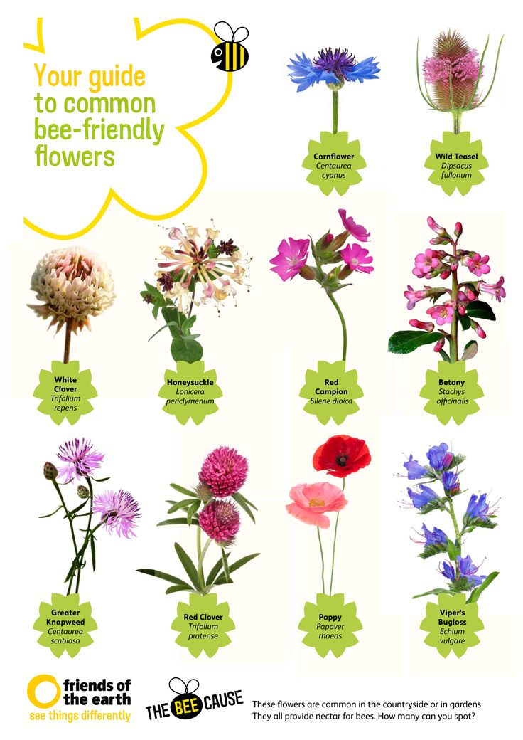 17 Best ideas about Bee Spray on Pinterest.