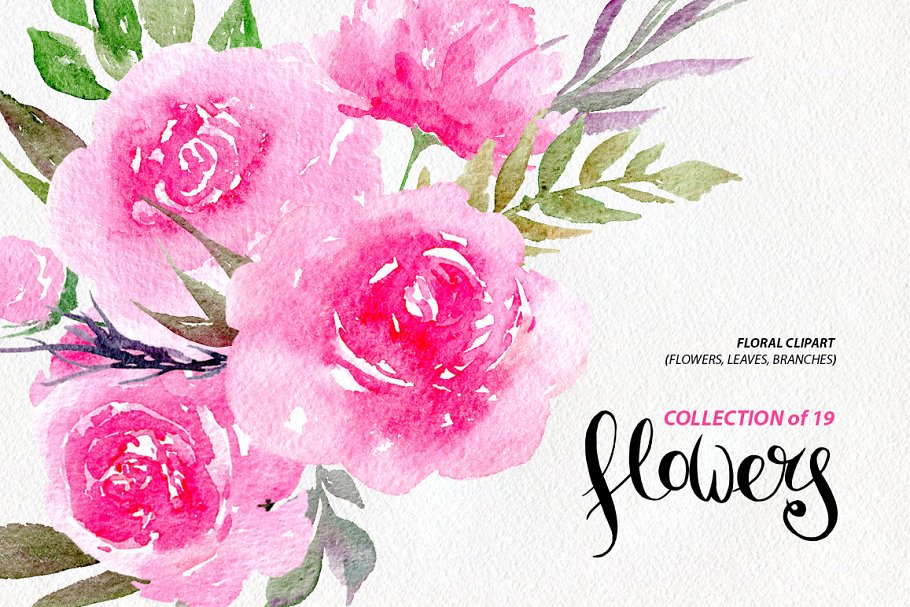 Watercolor pink peonies, 19 png.