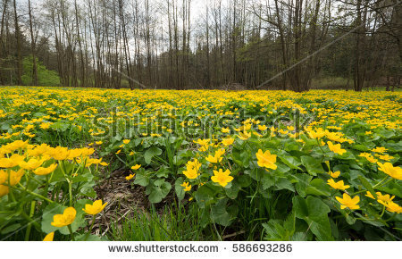 Wet Meadows Stock Images, Royalty.