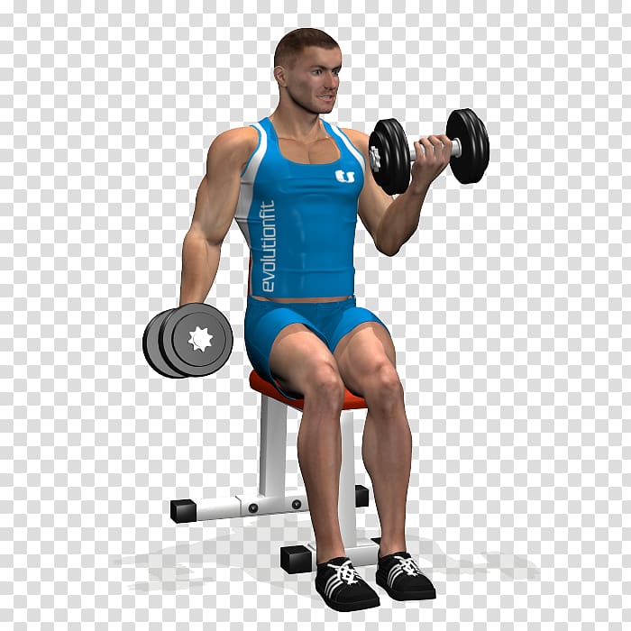 Weight training Bodybuilding Biceps curl Dumbbell.