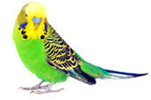 Stock Photography of budgerigar on white background k7568091.