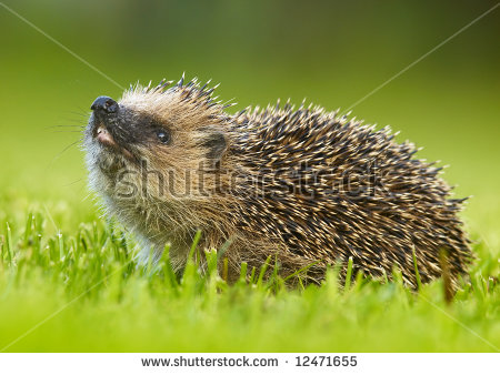 West European Hedgehog Erinaceus Europaeus Stock Photo 12471658.