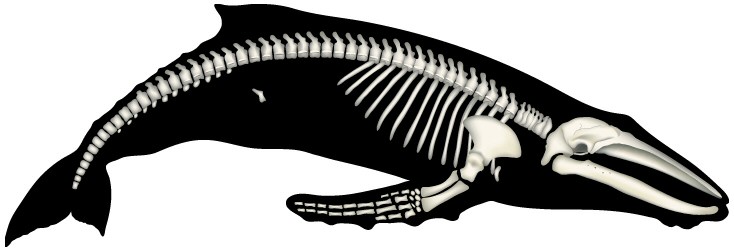 Showing post & media for Cartoon whale skeleton.