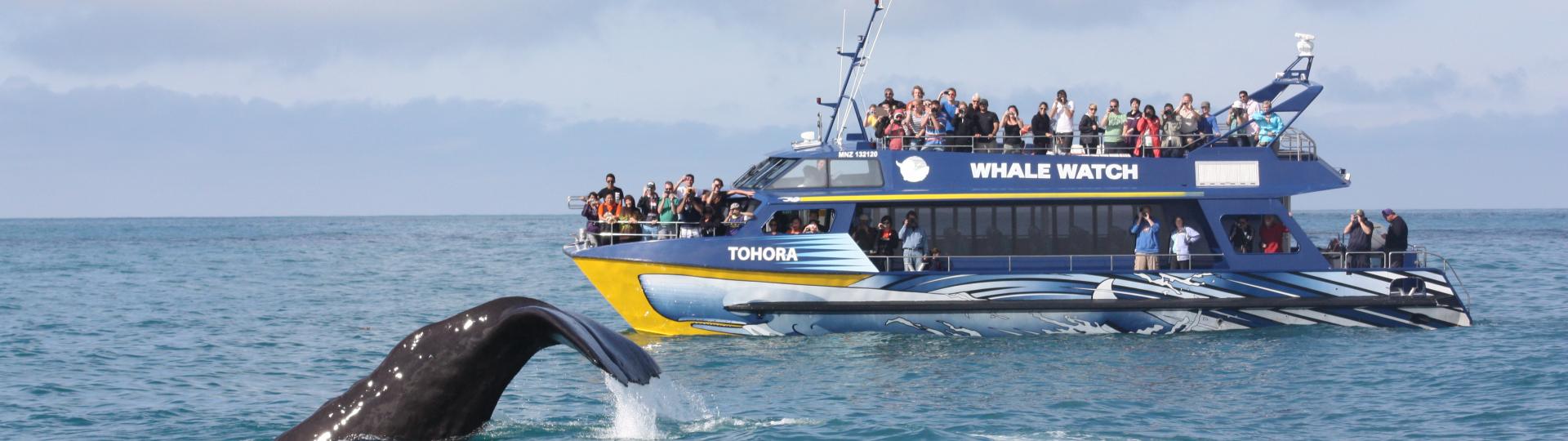 Whale Watch Tours & Kaikōura Day Tours.