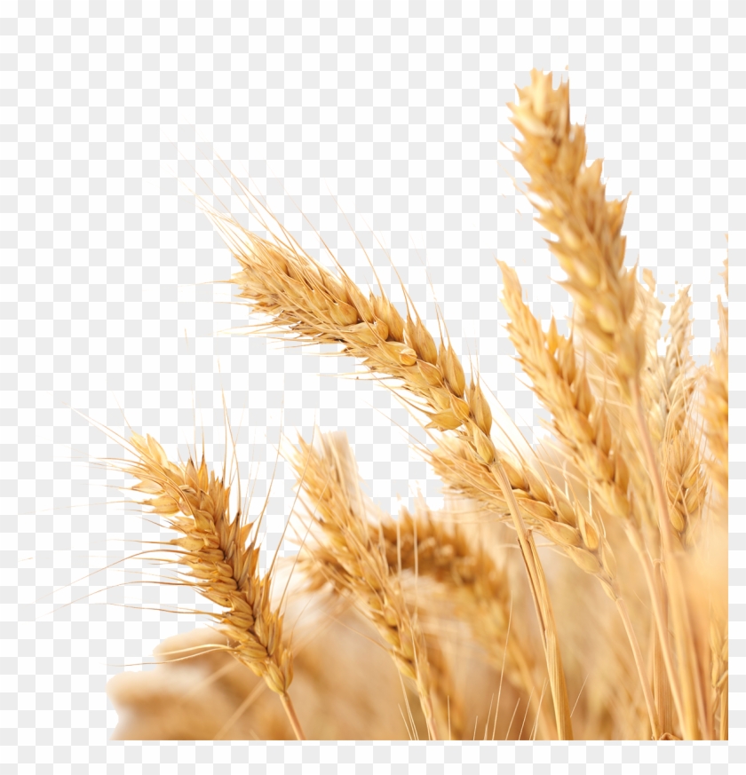 Harvest Wheat Crop Free Png Hq Clipart.