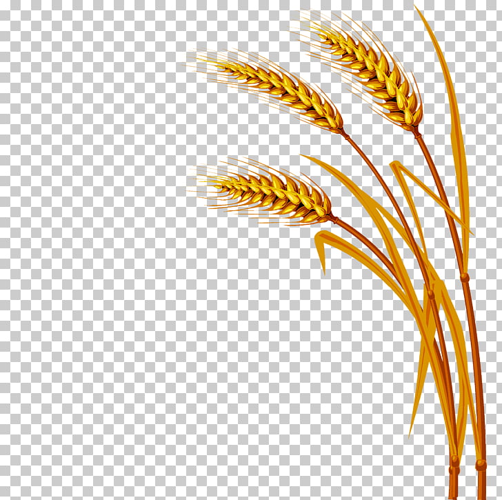 Wheat , Wheat PNG clipart.