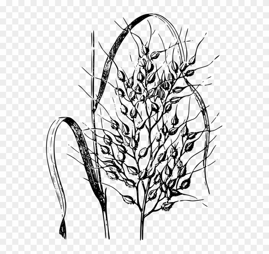 Wild Rice Cereal Drawing Common Wheat.