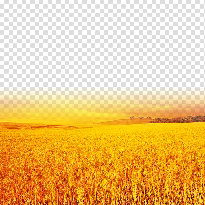 Yellow wheat field transparent background PNG clipart.